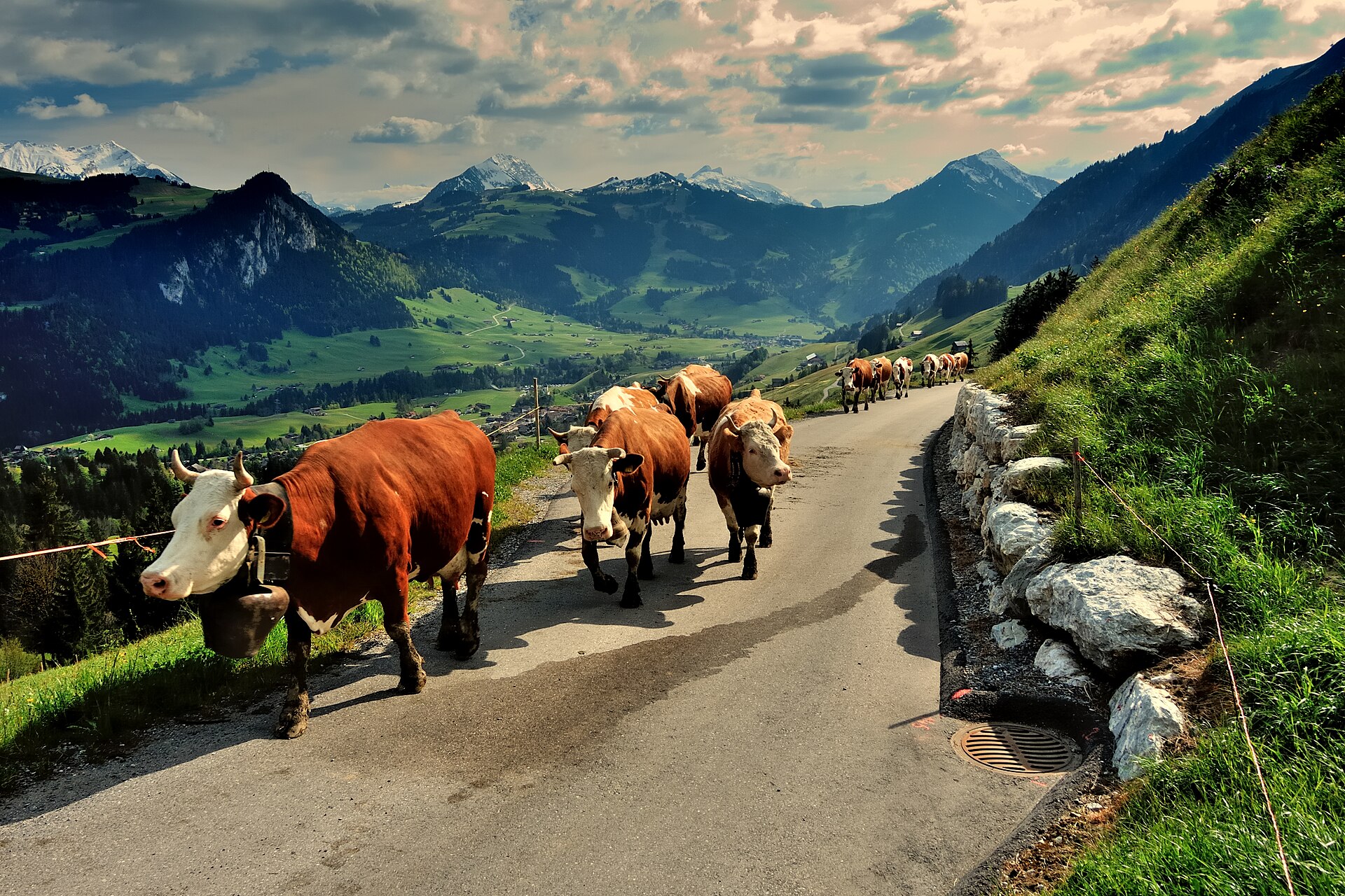 Vaches à l'alpage dans les pâturages gruériens